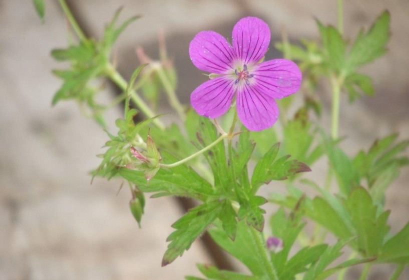 Sumpfstorchenschnabel | Geranium palustre