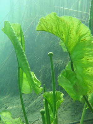 Mummel mit Unterwasserblättern