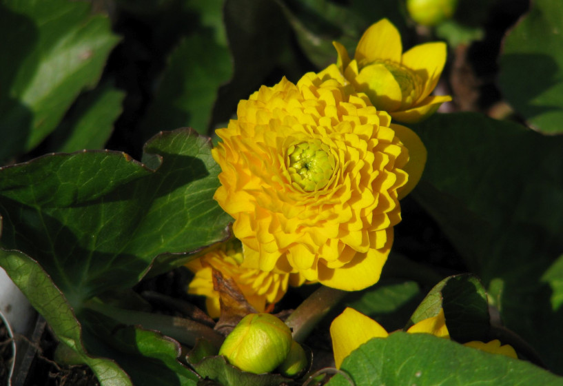 Gefüllte Sumpfdotterblume | Caltha palustris Multiplex