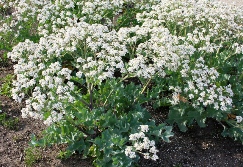 Strandkohl | Crambe maritima