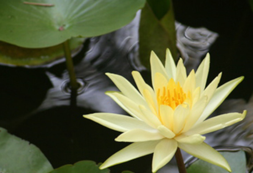 Seerose Colonel Welch mit gelben Blüten