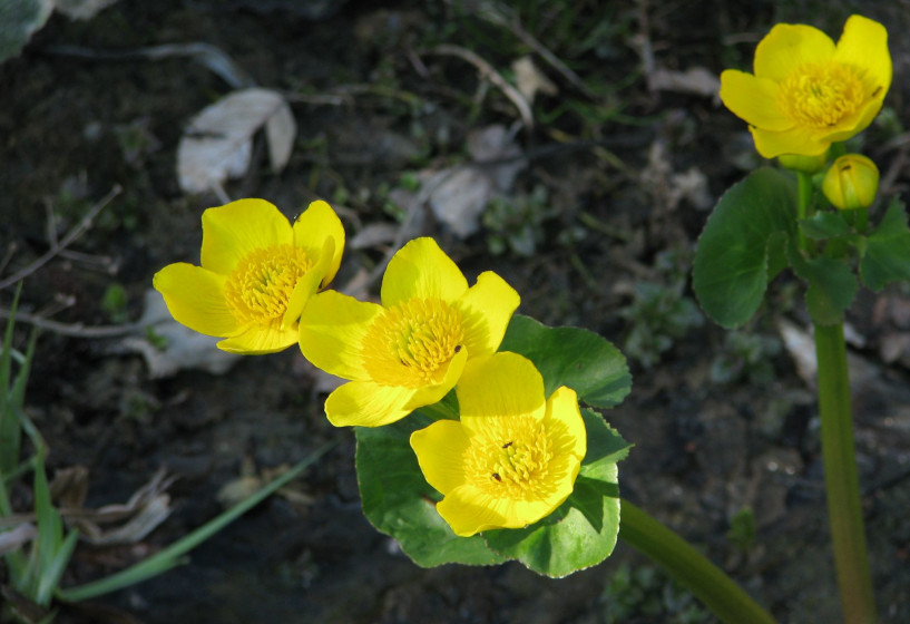 Sumpfdotterblume | Caltha palustris