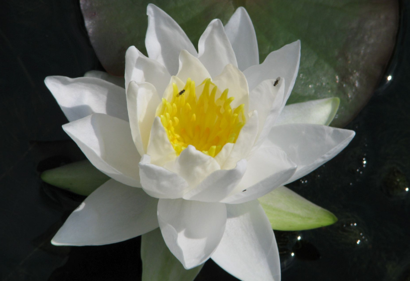 Seerose Gladstoniana