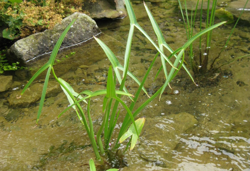 Spitzes Pfeilkraut am Ufer