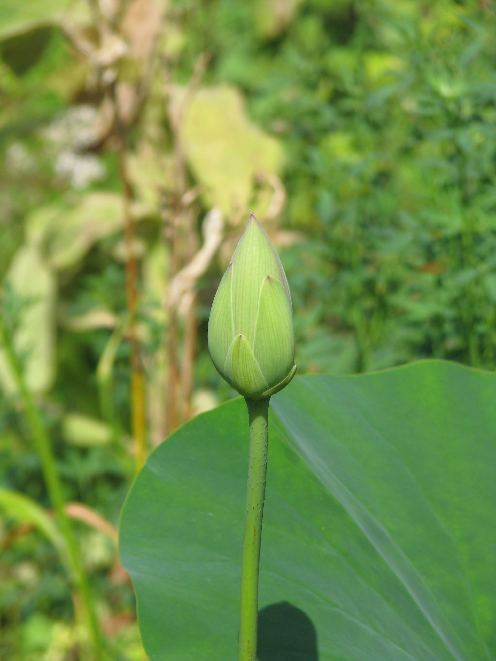 Lotosknospe am Gartenteich