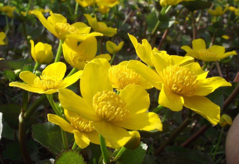 Riesen Sumpfdotterblume | Caltha polypetala