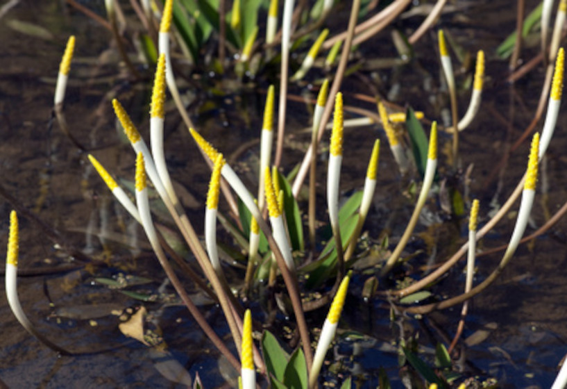 Goldkeule | Orontium aquaticum 