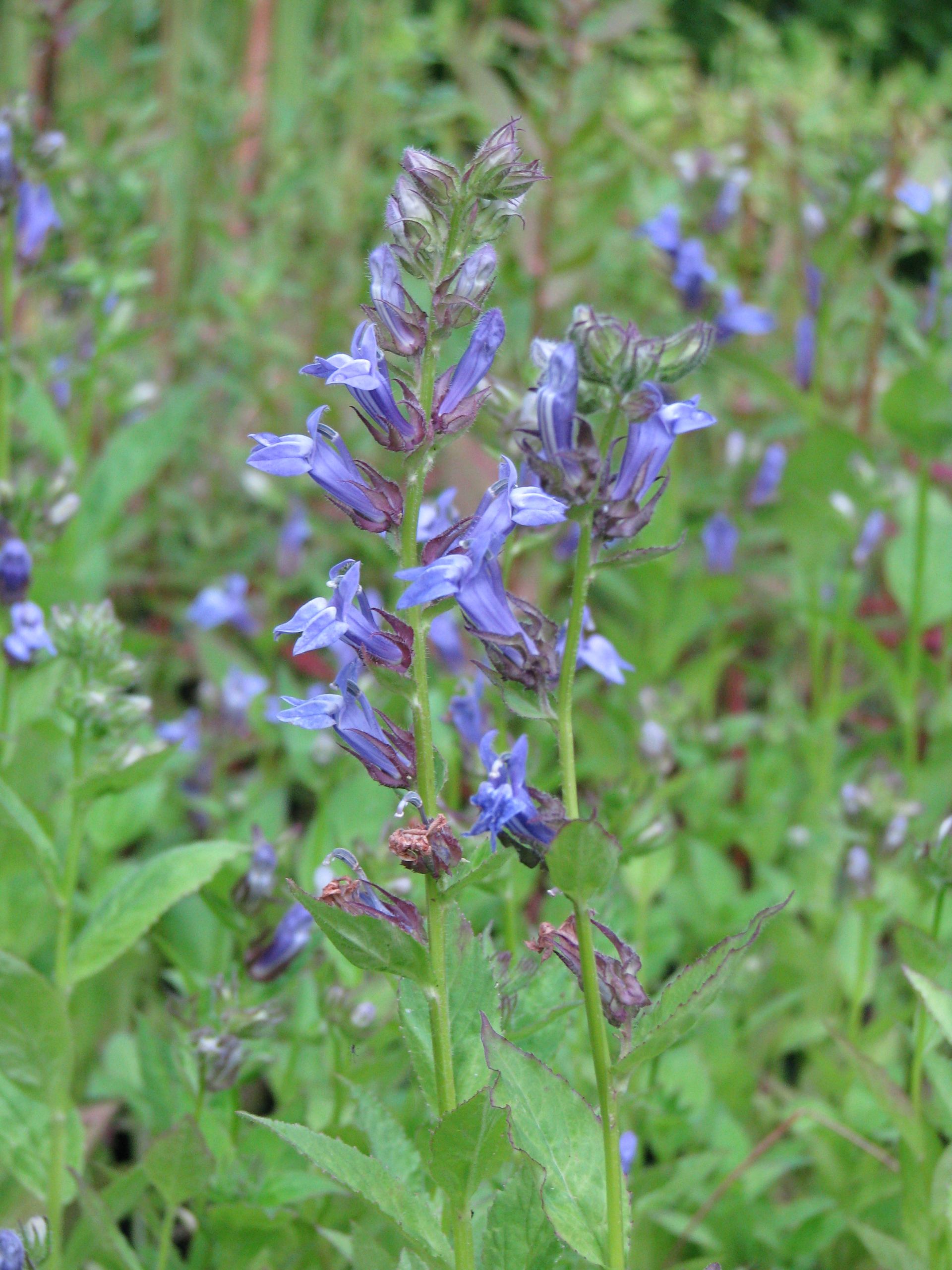 Blaue Lobelie | Lobelia sessilifolia 