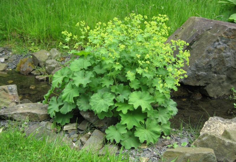 Frauenmantel | Alchemilla mollis 