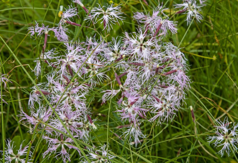 Prachtnelke | Dianthus superbus