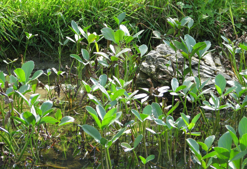 Naturteich mit Fieberklee