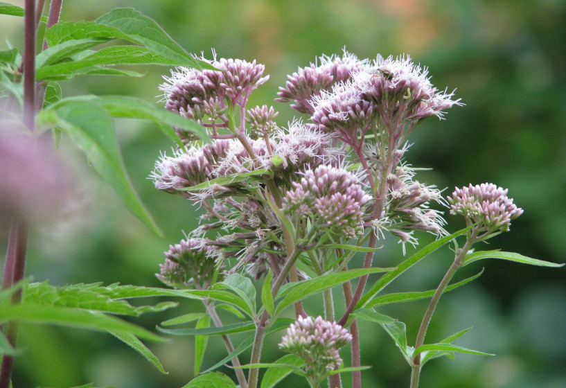 Bienen und lieben Wasserdost