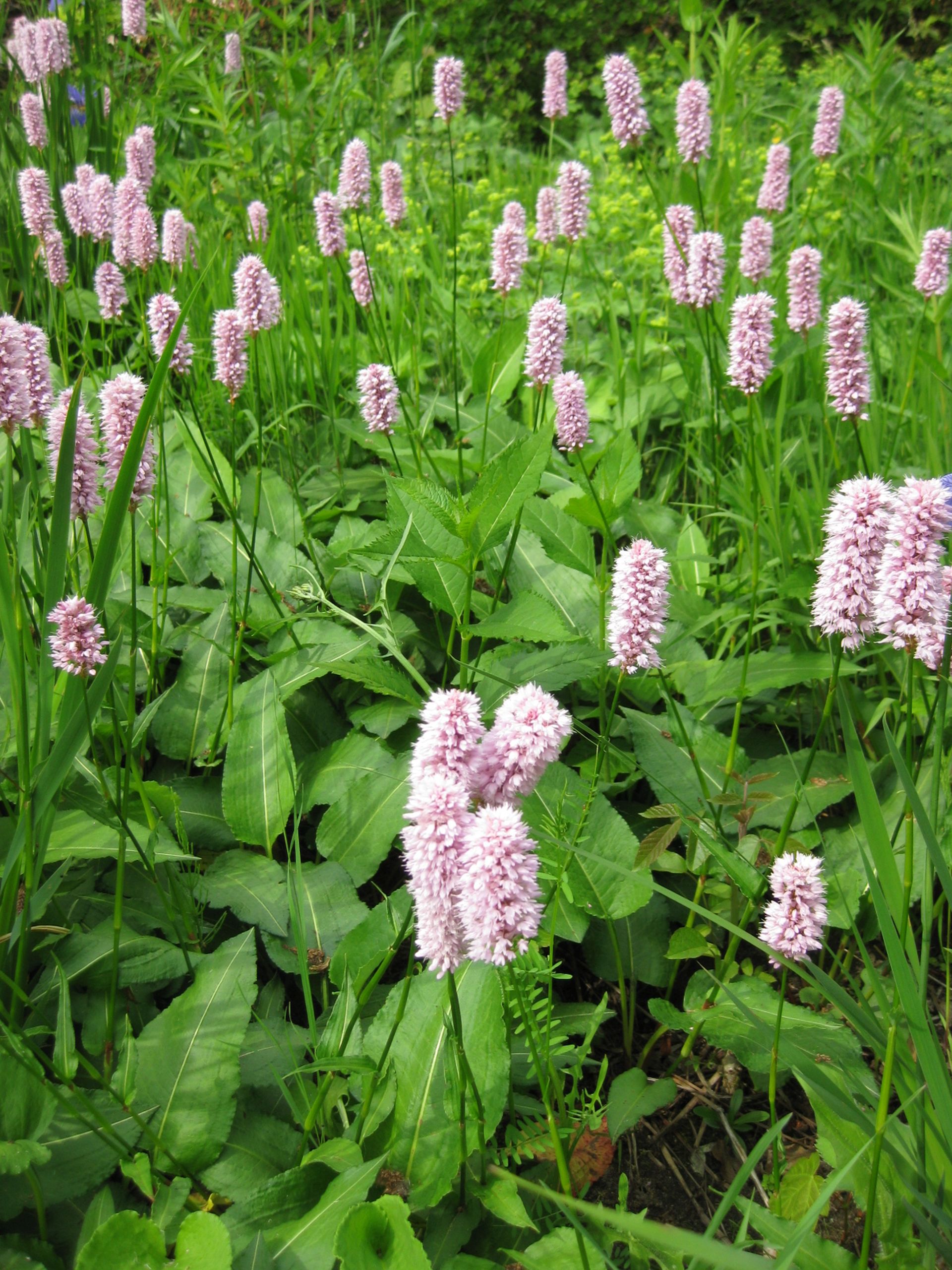 dichter Bestand von Polygonum bistorta