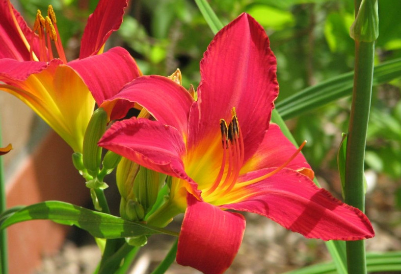 Taglilie | Hemerocallis "Hexenritt"