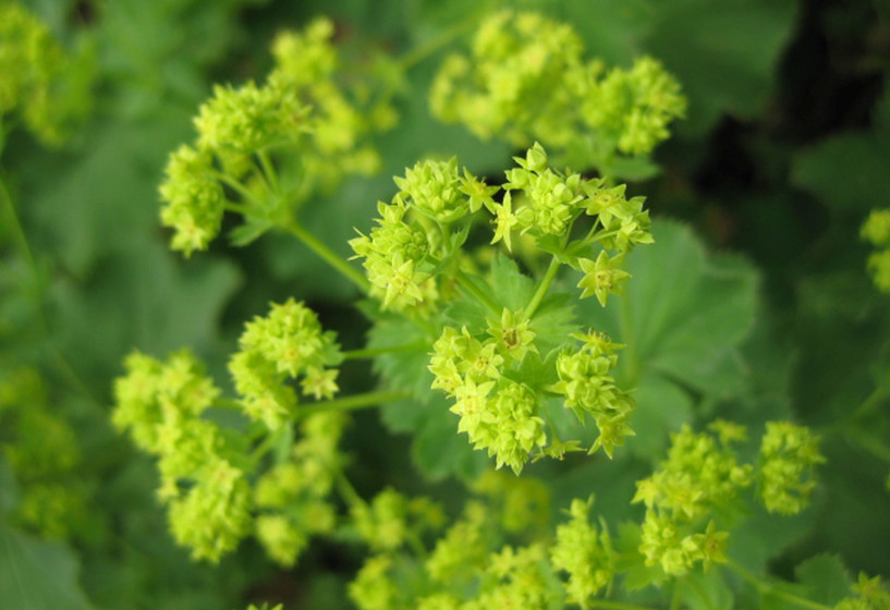 Blütenstände vomFrauenmantel Alchemilla mollis 