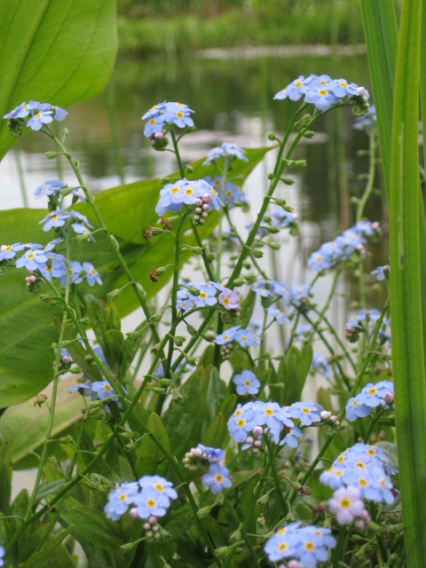 Ufer mit Myosotis palustris