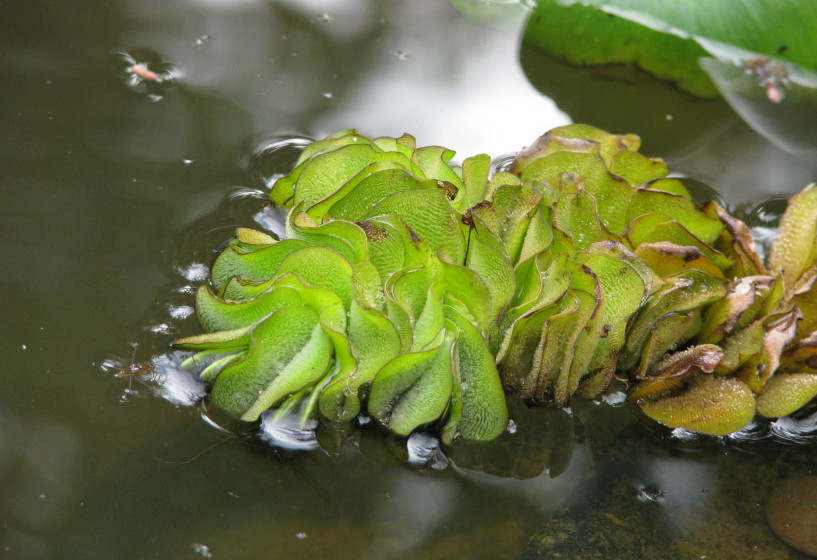 Schwimmfarn als Bienentränke