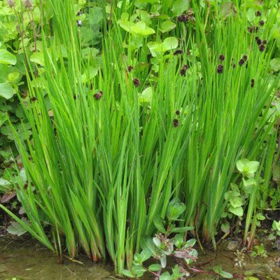 Zwergbinse | Juncus ensifolius