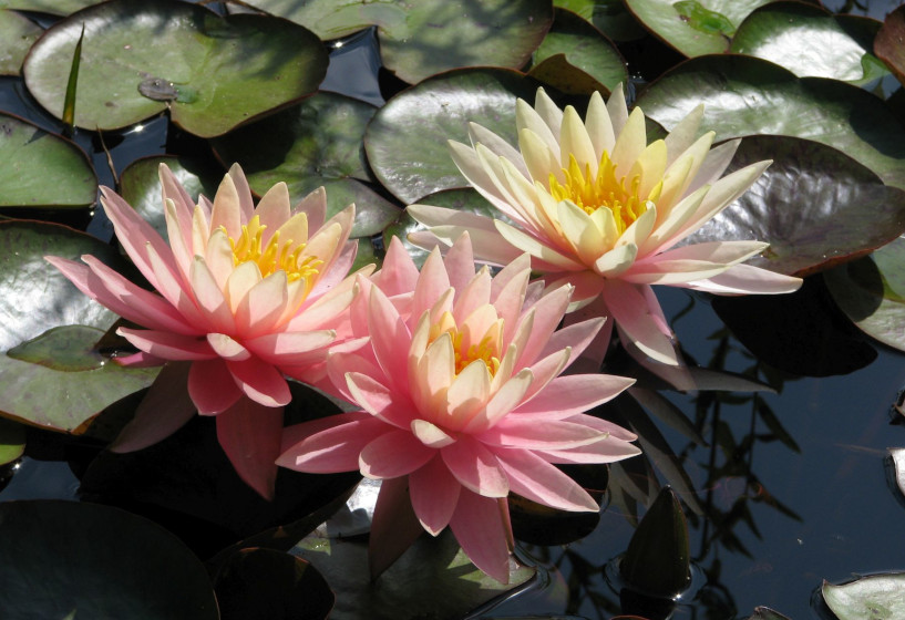 Nymphaea Colorado