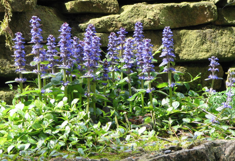 Kriechende Günsel | Ajuga reptans