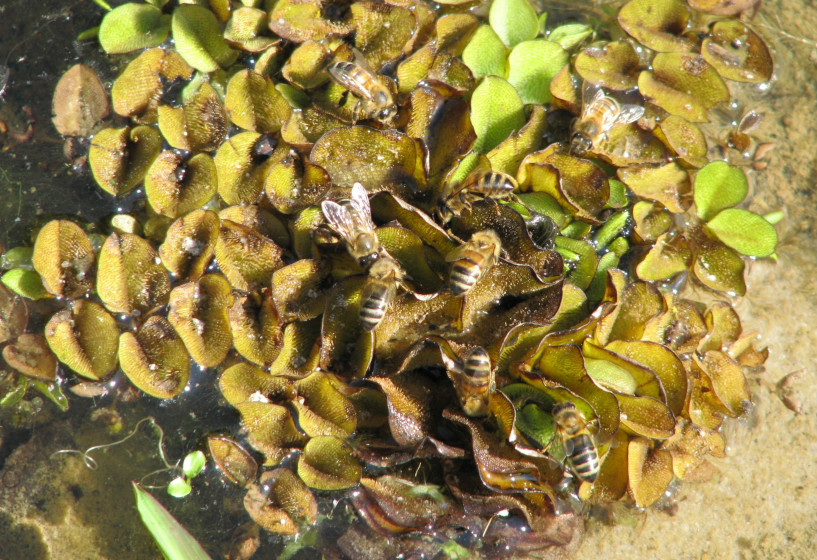 Schwimmfarn auf dem Gartenteich