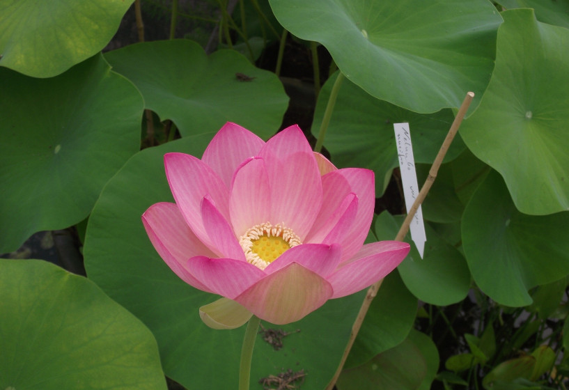 Lotusblume Pekinensis Rubra