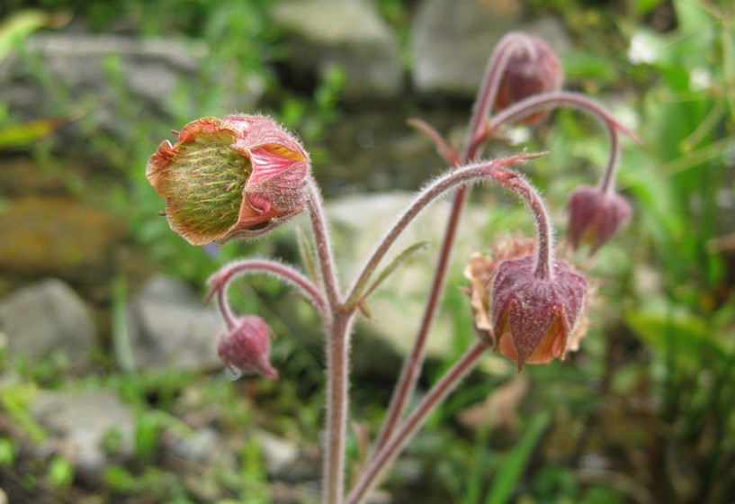 Bachnelkenwurz | Geum rivale