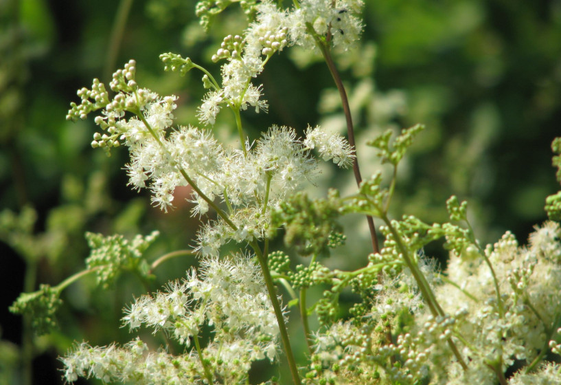 Mädesüß | Filipendula ulmaria