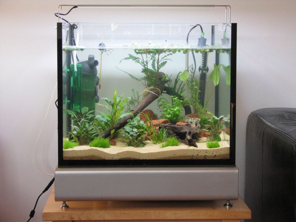 TerrassenFisch als Aquarium