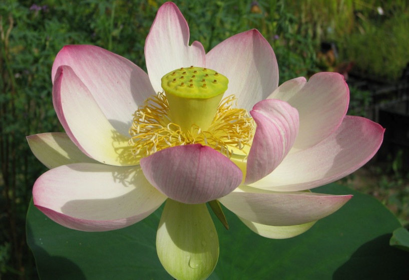 Indische oder Asiatische Lotospflanze Indische oder Asiatische Lotospflanze