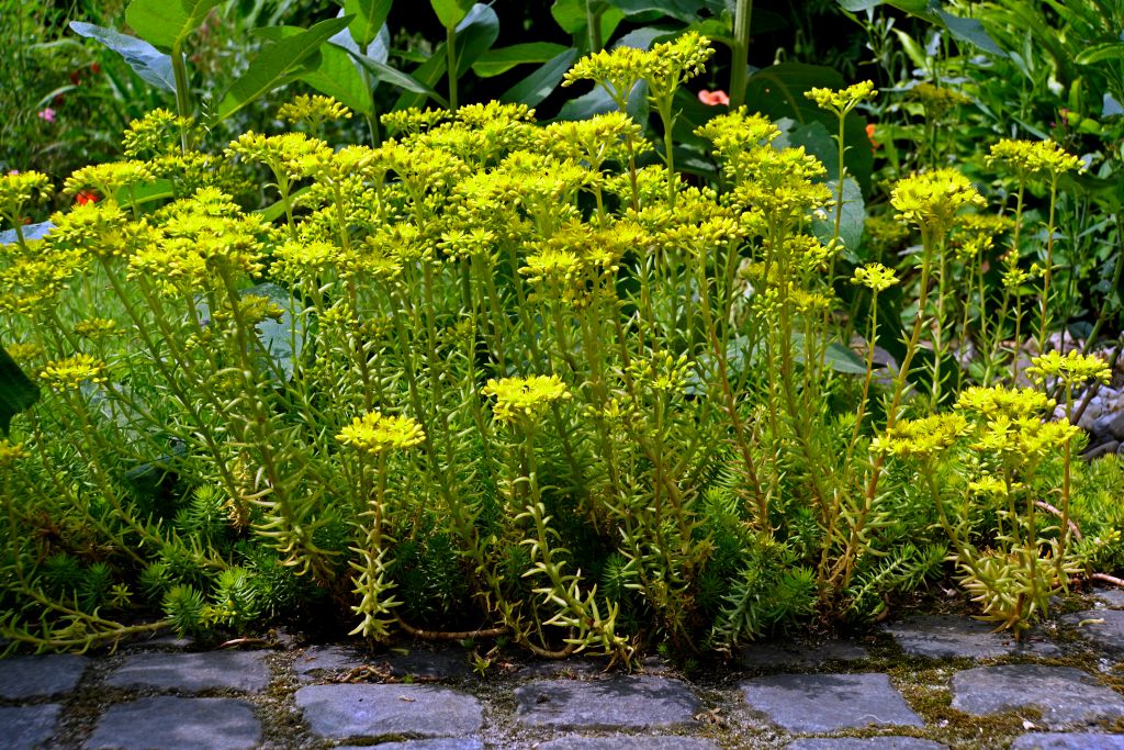 Sedum rupestre | Felsen-Mauerpfeffer