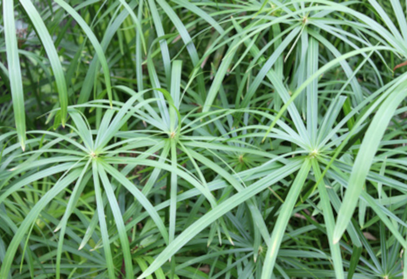 Cyperngras | Cyperus longus