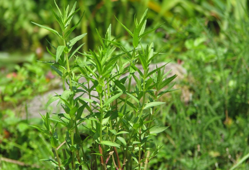 Gnadenkraut | Gratiola officinalis