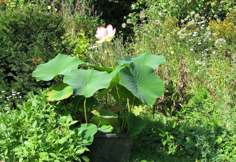 nelumbo_nucifera_30bt_1PeFAThvvqF67b Indische Lotusblume