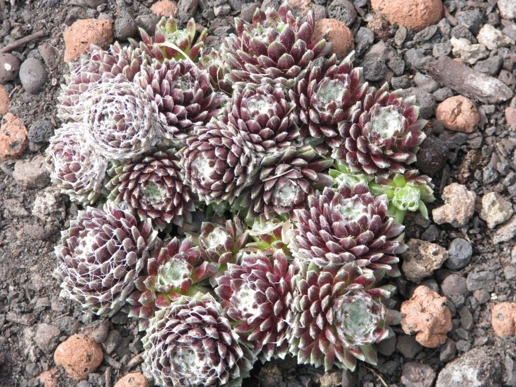 Sempervivum arachnoideum 'Silberkarneol'