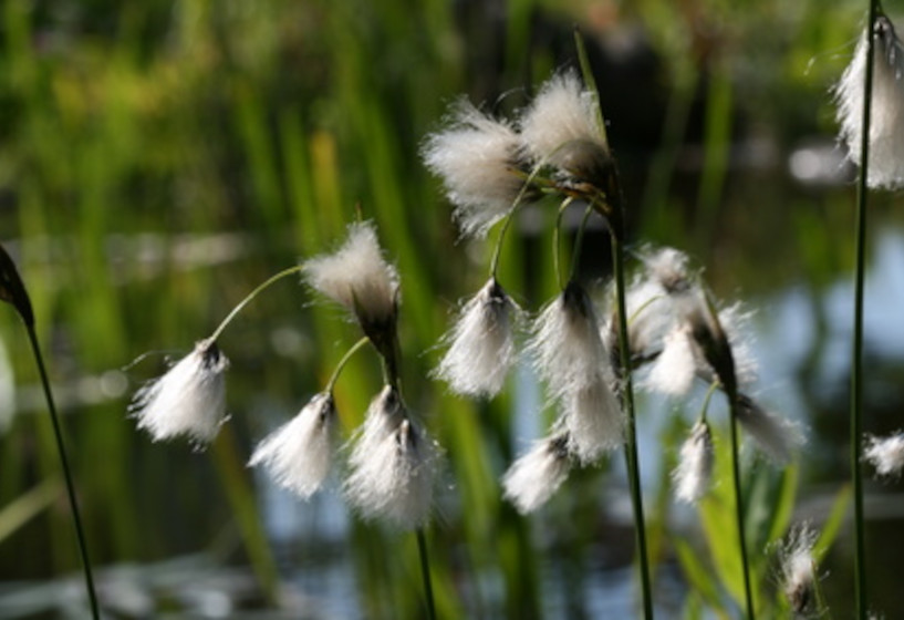 Breitblättriges Wollgras | Eriophorum latifolium 