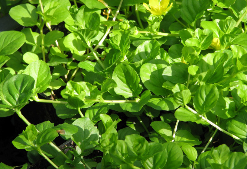 Pfennigkraut als Bodendecker am Teich