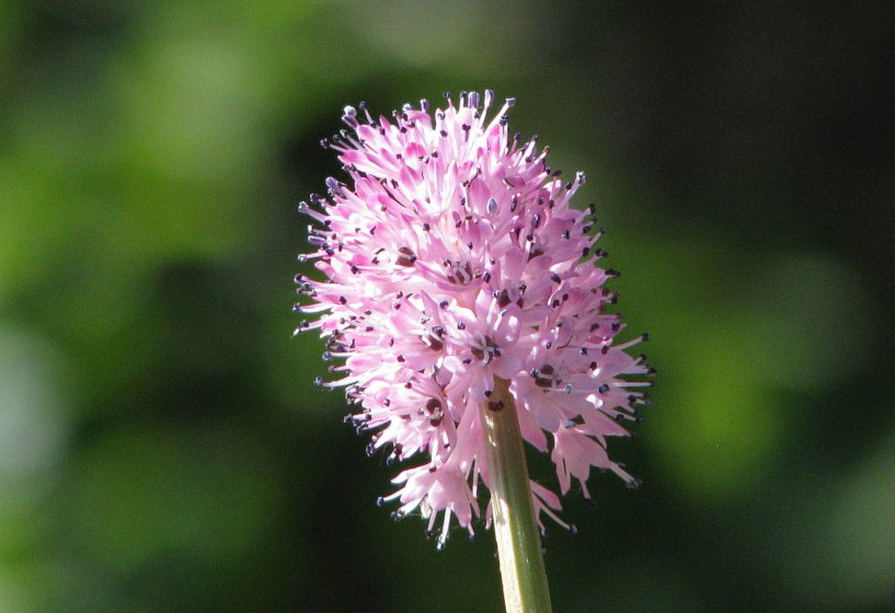 Moornelke | Helonias bullata