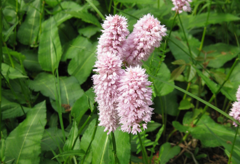 Wiesenknöterich | Polygonum bistorta