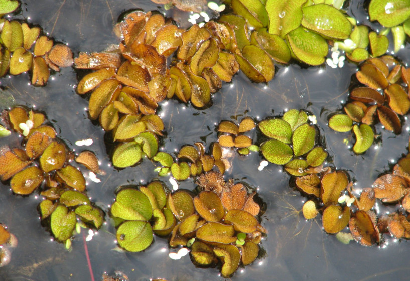 Schwimmfarn | Salvinia natans