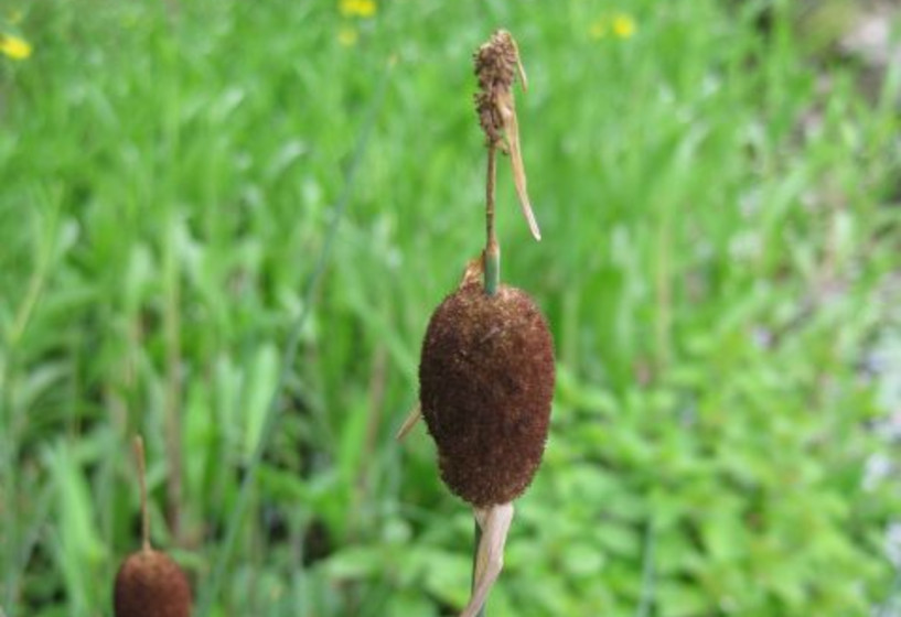 Kleiner Rohrkolben | Typha minima 