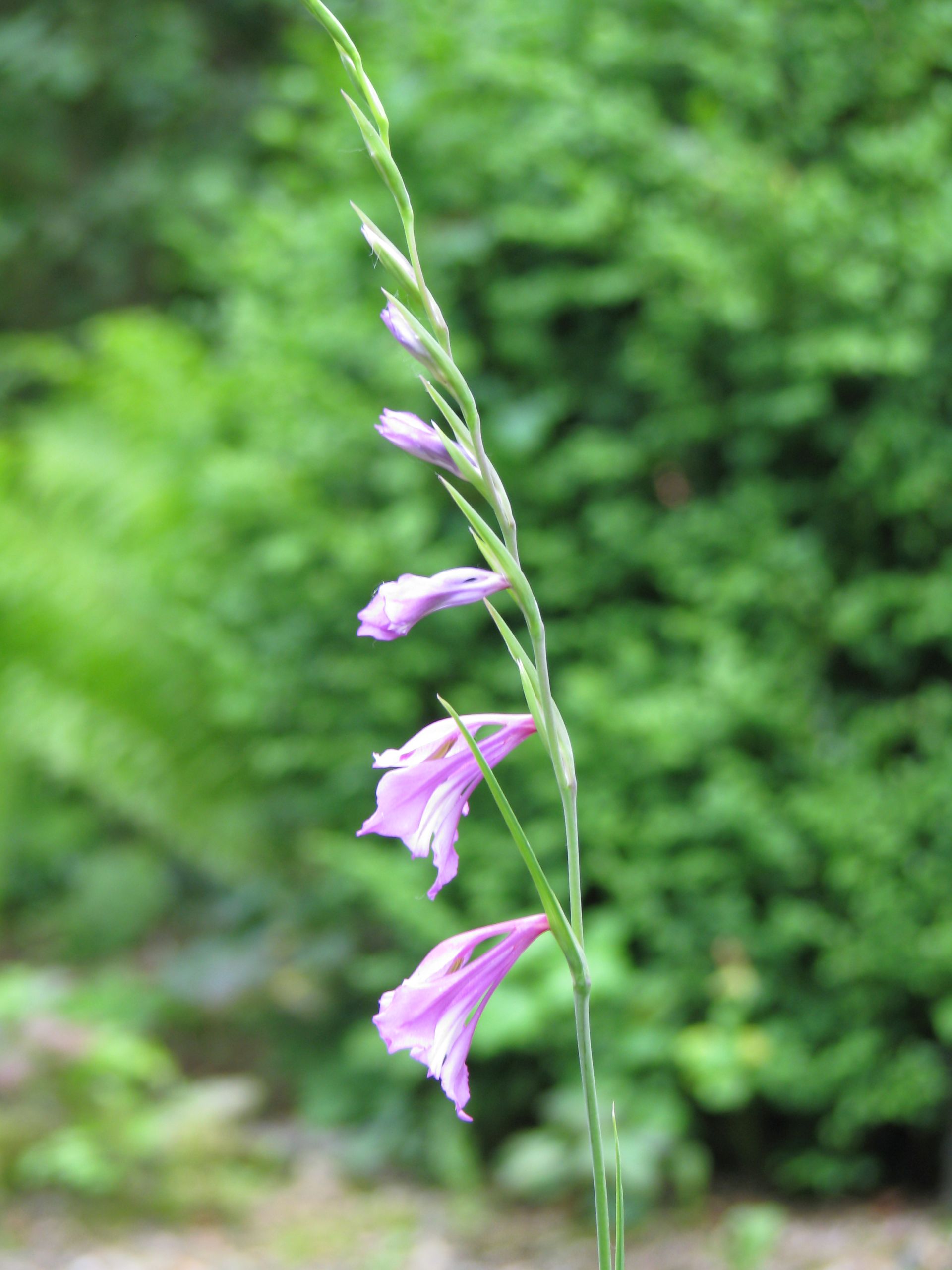 Uferpflanze Sumpfgladiole