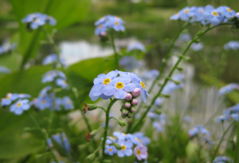 Gartenteich mit Sumpfvergißmeinnicht