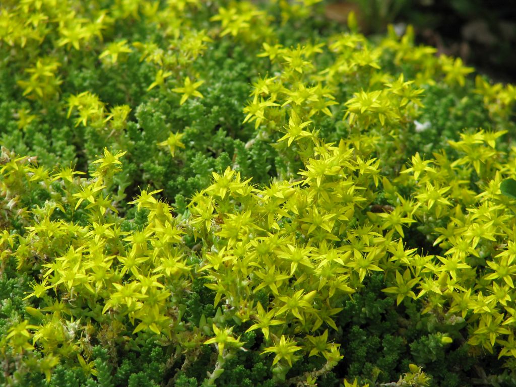 Sedum acre Minor | Scharfer Mauerpfeffer Minor