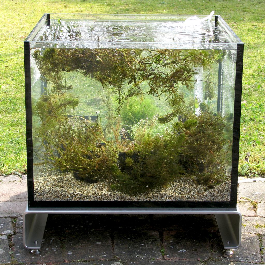 Miniteich TerrassenFisch 50 cm lang Miniteich TerrassenFisch 50 cm lang