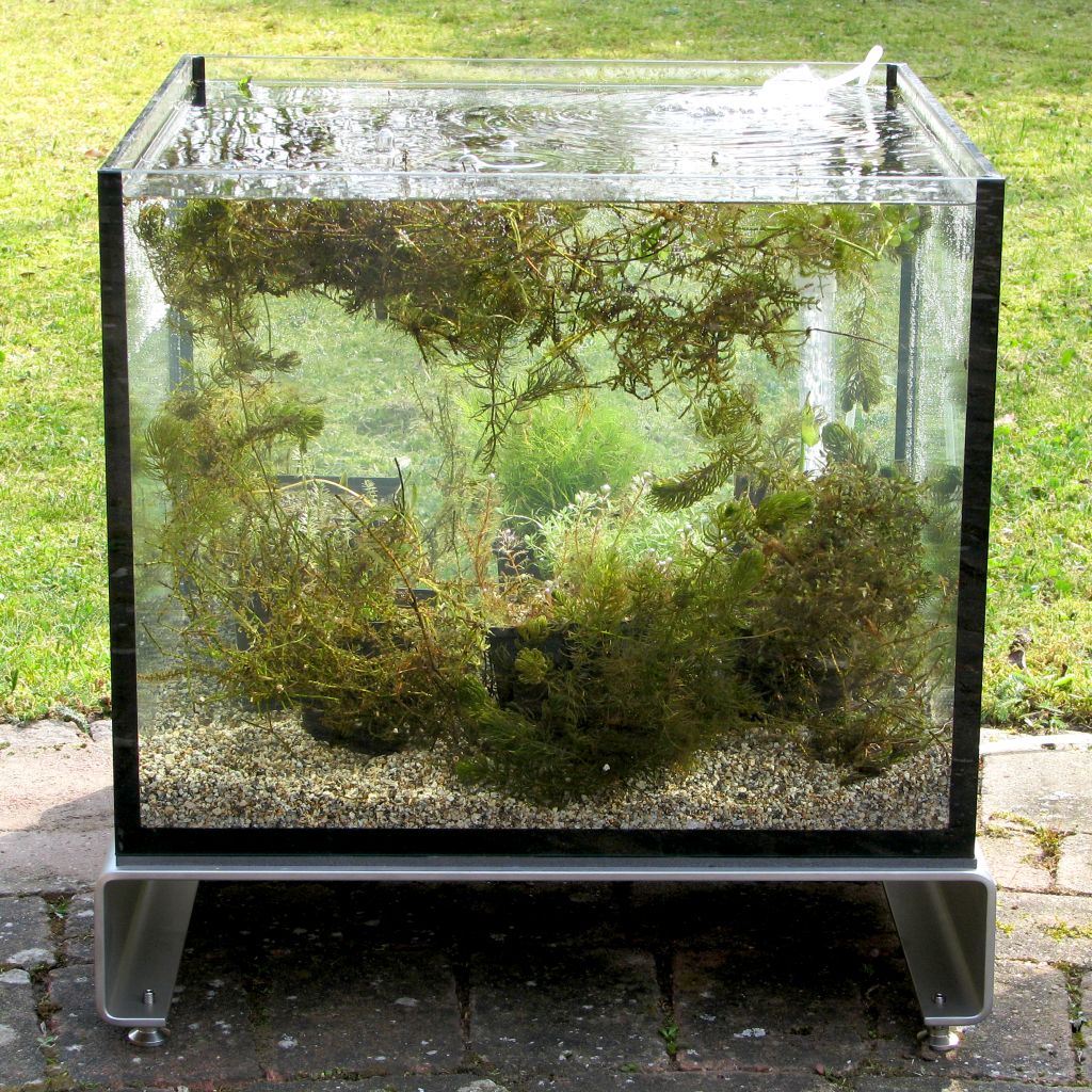 Miniteich TerrassenFisch 50 cm lang