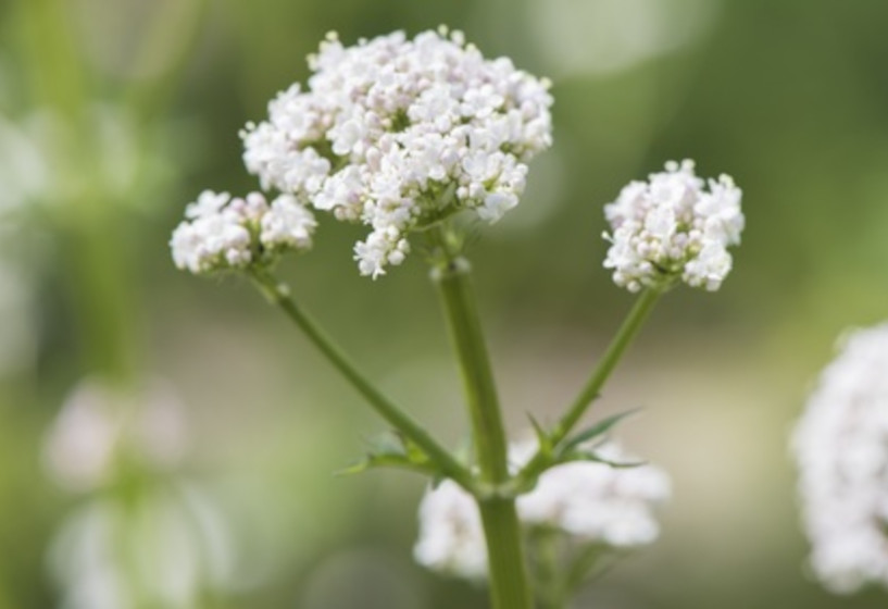 Baldrian | Valeriana officinalis