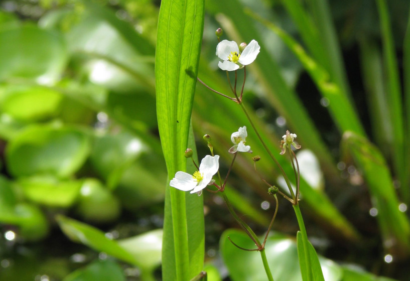 Grasblättriges Pfeilkraut | Sagittaria graminea 