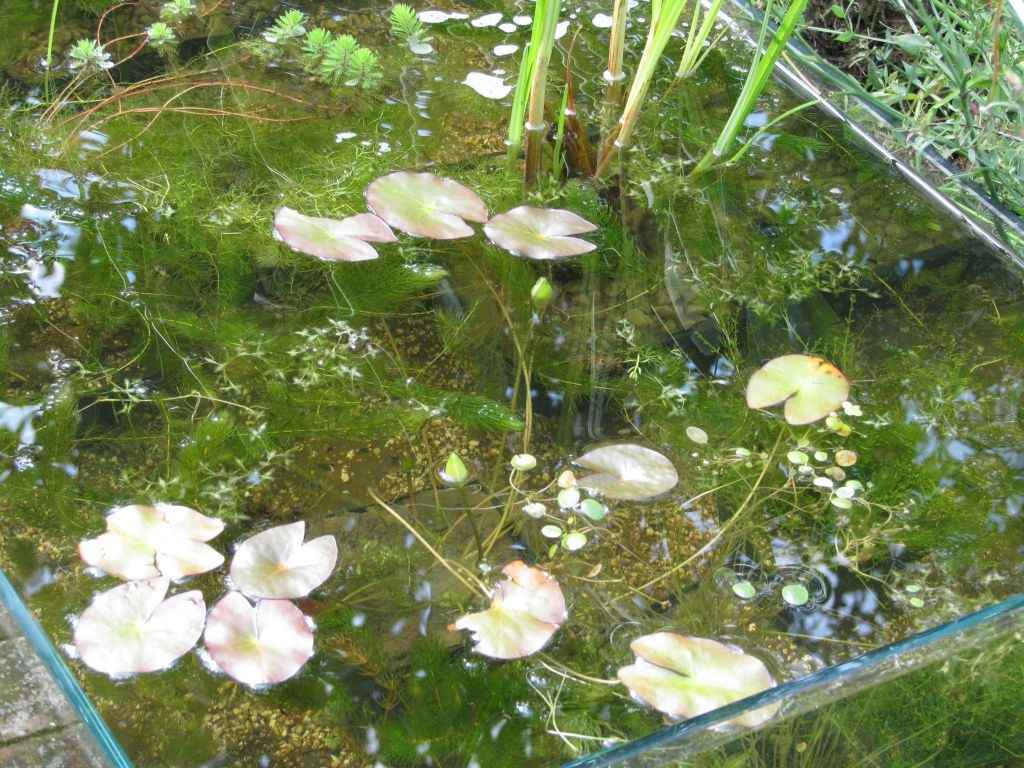 Hochteich mit Zwergseerose Hochteich mit Zwergseerose