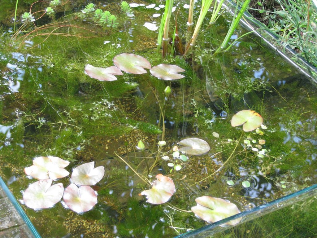 Hochteich mit Zwergseerose